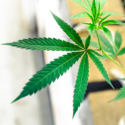 Cannabis Drinks vs. Alcohol: A New Social Sip?